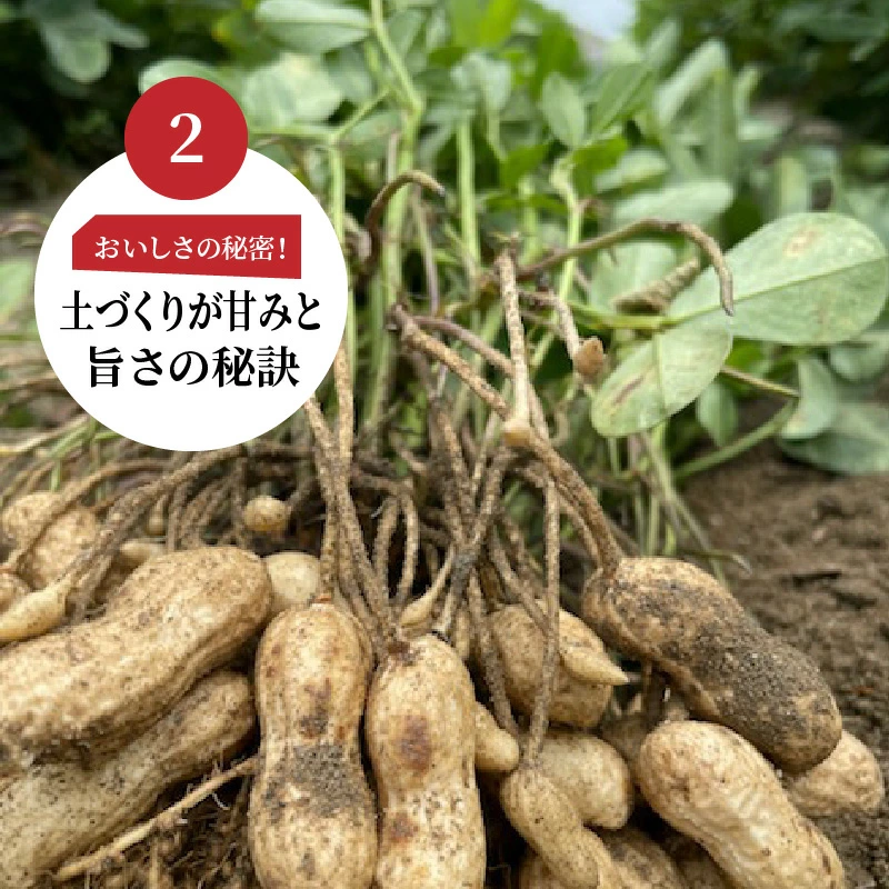【2026年発送】事前予約 訳あり やみつき極うま “金の生落花生” 塩ゆで専用 2kg(500g×4袋）　H105-198