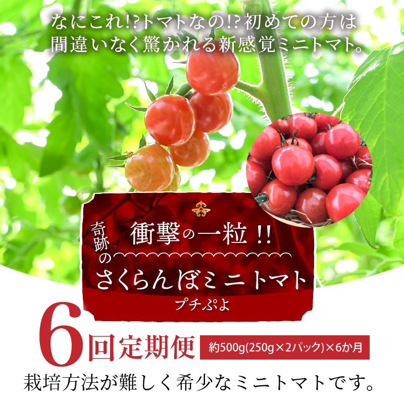 新食感!!奇跡のさくらんぼミニトマトの定期便 約500g×6回コース　H004-139