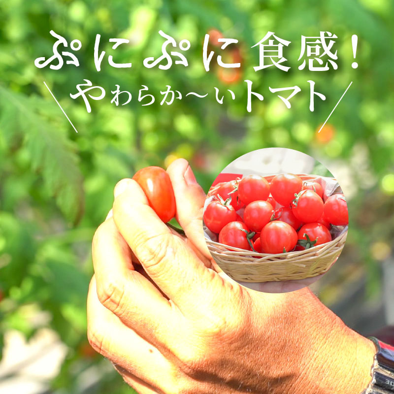 【先行受付】2027年1月～6月毎月発送　新食感!!奇跡のさくらんぼミニトマトの定期便 約500g×6回コース 野菜ソムリエサミット 金賞 受賞 長田農園 産地直送 トマト とまと 野菜 やさい フルーツ サラダ 濃厚 甘い ご褒美 プレゼント 美容 健康 リピート多数 人気 高評価 数量限定 碧南市 H004-190