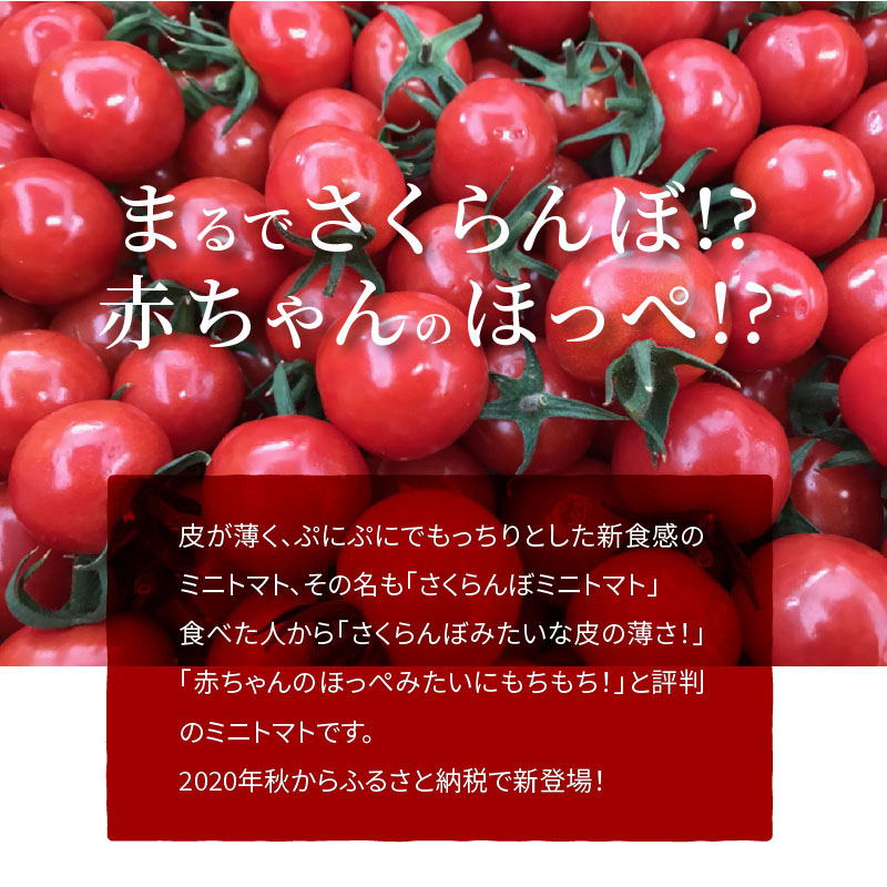 新食感!!奇跡のさくらんぼミニトマトの定期便 約1kg×6回コース 野菜ソムリエサミット 金賞 受賞 長田農園 産地直送 トマト とまと 野菜 やさい フルーツ サラダ 濃厚 甘い ご褒美 プレゼント 美容 健康 リピート多数 人気 高評価 数量限定 碧南市 H004-136