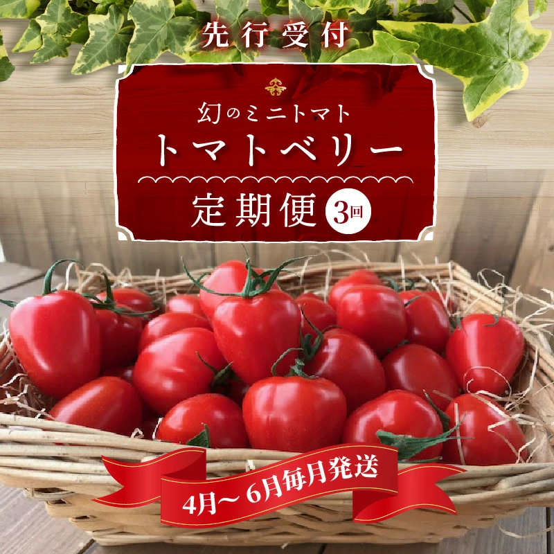 【4月～6月の定期便】たっぷり約2kg×3回！ 人気No.1トマトベリーの定期便 野菜ソムリエサミット 金賞 受賞 長田農園 産地直送 トマト とまと 野菜 やさい フルーツ サラダ 濃厚 甘い ご褒美 プレゼント 美容 健康 リピート多数 人気 高評価 数量限定 碧南市 H004-131