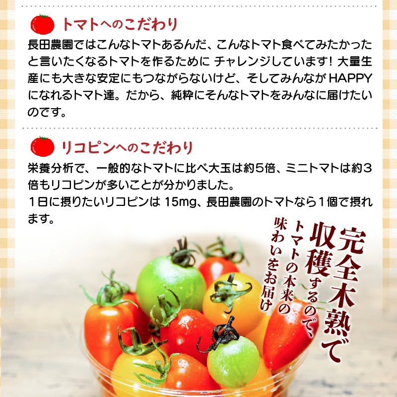 【お試し】甘さ抜群!トマト嫌いでも食べられるトマトベリー 約700g（1月～4月発送） 野菜ソムリエサミット 金賞 受賞 長田農園 産地直送 トマト とまと 野菜 やさい フルーツ サラダ 濃厚 甘い ご褒美 プレゼント 美容 健康 リピート多数 人気 高評価 数量限定 碧南市 H004-125