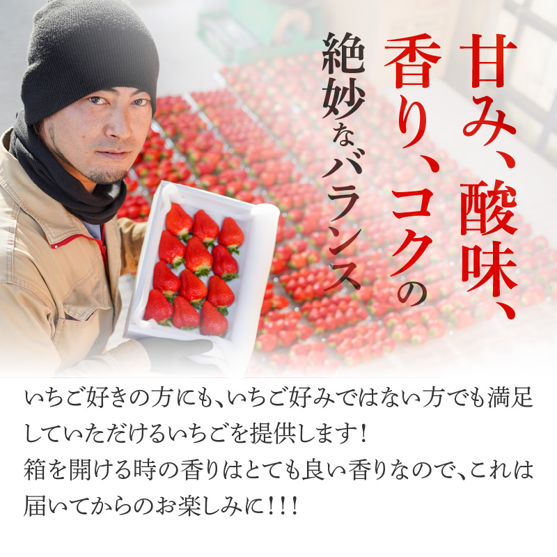 【12月から順次発送】まるで赤いサファイア!!丹精込めた完熟いちご!! 約900g　H130-010
