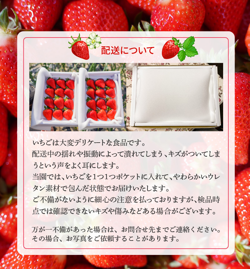 （予約受付中）【12月以降順次発送】まるで赤いサファイア!!丹精込めた完熟いちご!! 約1350g　H130-011