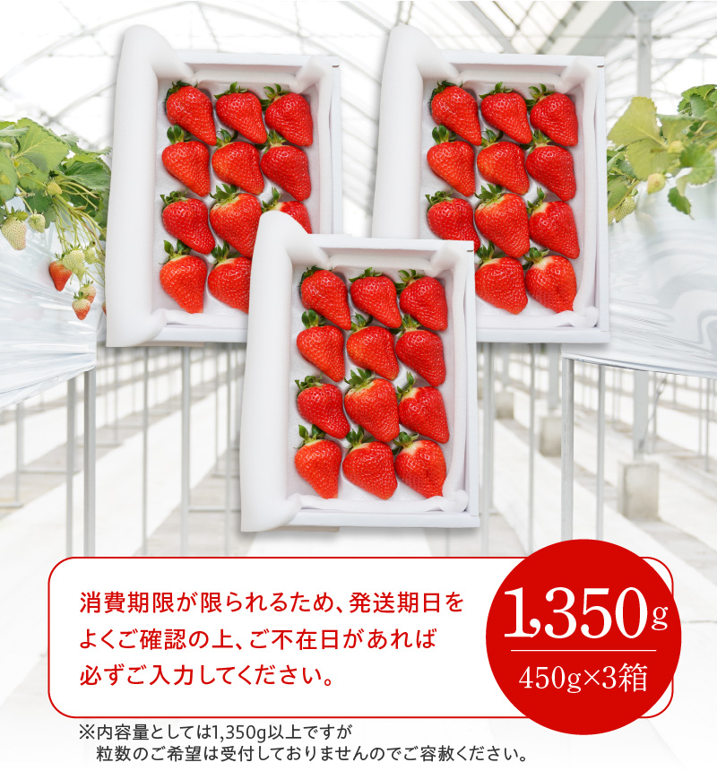 （予約受付中）【12月以降順次発送】まるで赤いサファイア!!丹精込めた完熟いちご!! 約1350g　H130-011