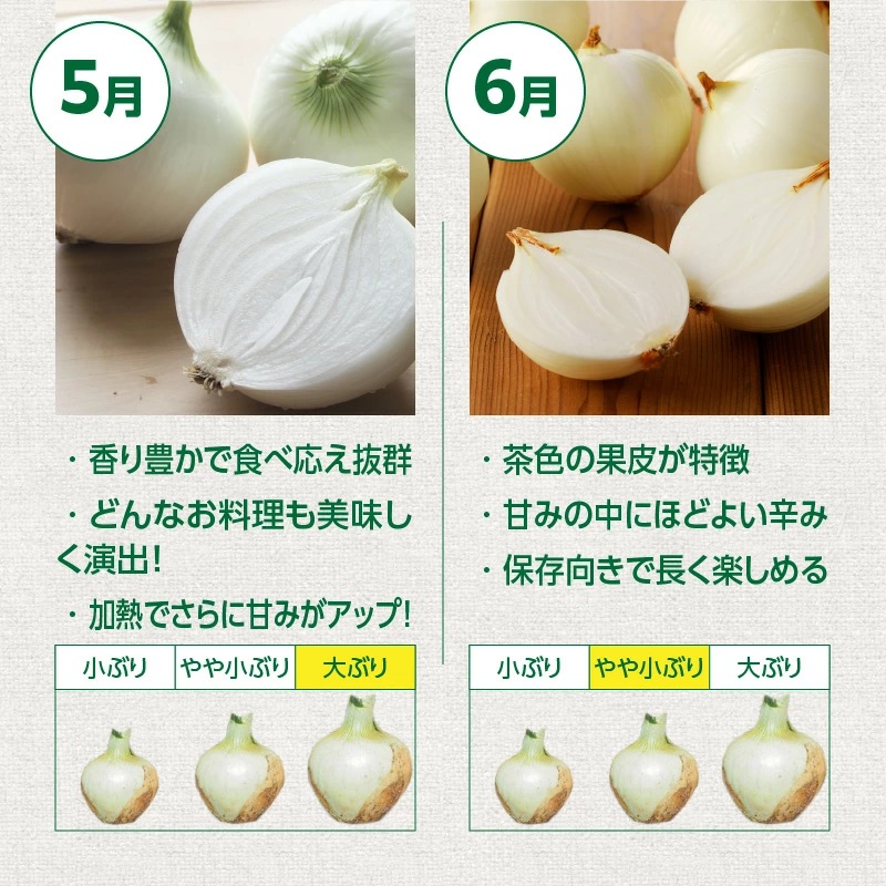 【5/31まで受付】(2026年発送) ≪『満天☆青空レストラン』で紹介されました！≫ 訳あり 新玉ねぎ 生がおいしい 神重農産のブランド玉ねぎ「旬玉」2kg ブランド玉ねぎ 玉ねぎ 国産 愛知県産 野菜 やさい 農家直送 畑直送 旬 期間限定 たまねぎ 先行予約 旬 特産 高評価 高リピート 人気日本テレビ H105-202