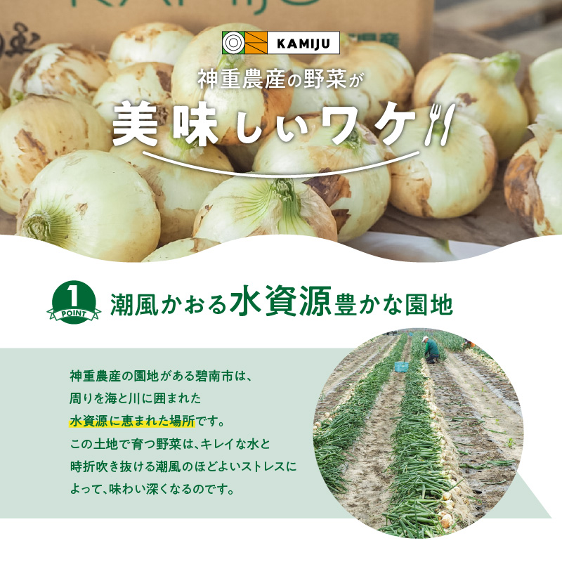 【数量限定】訳あり 新玉ねぎ 生がおいしい 神重農産のブランド玉ねぎ「旬玉」2.5kg ブランド玉ねぎ 玉ねぎ 国産 愛知県産 野菜 やさい 農家直送 畑直送 旬 期間限定 たまねぎ 先行予約 旬 特産 高評価 高リピート 人気 H105-152