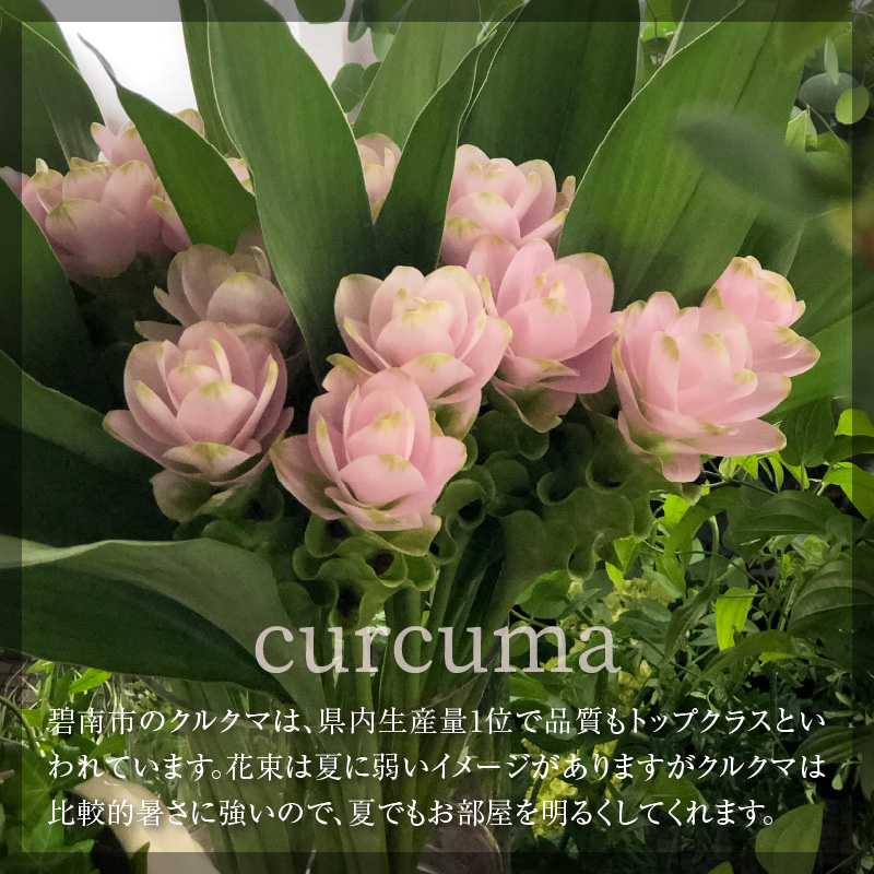 【夏限定】花もち抜群！碧南市産「クルクマ」 カラフルブーケ 10本をかわいく花束にしてお届け H174-001