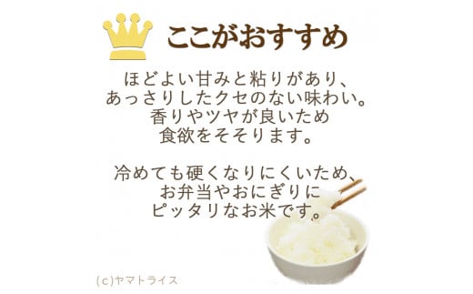 【精米】12回定期便 愛知県産あいちのかおり 100kg（5kg×20袋）　安心安全なヤマトライス 米 白米 国産 大容量 5キロ こめ コメ ごはん　H074-617