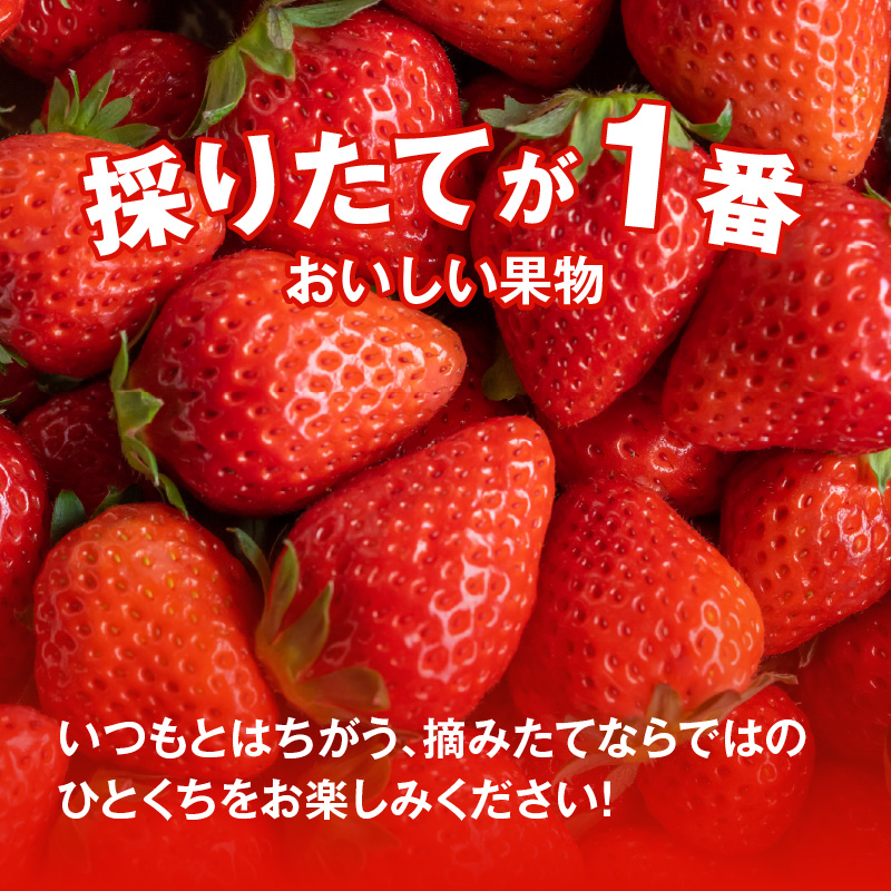 【1レーン貸切・最大60分食べ放題（土日祝・繁忙期は45分）】いちご狩り券（３才以上）1名様　愛知 体験 チケット くだもの狩り フルーツ狩り H175-006