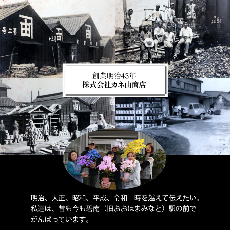 綺麗で丈夫な三河陶器で贈る 光触媒胡蝶蘭小輪３本立（白の陶器×白桃色の花）　H100-083