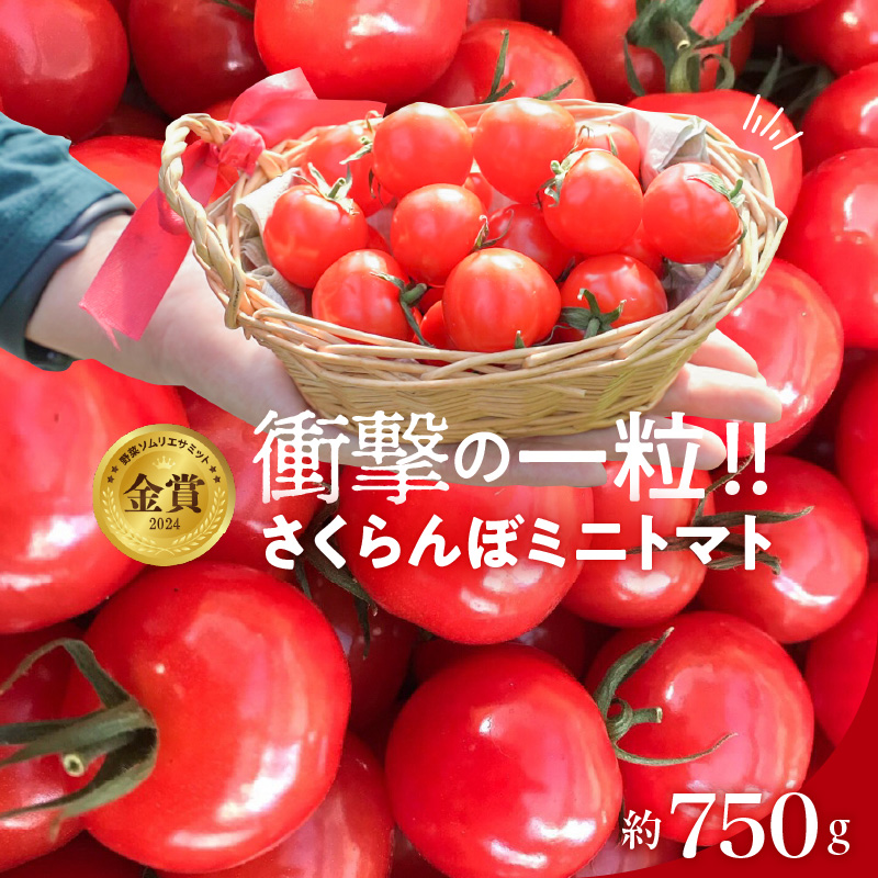 【今だけ たっぷり】衝撃の一粒!!奇跡のさくらんぼミニトマト(プチぷよ) 約750g（250g×3パック） ソムリエサミット 金賞 受賞 長田農園 産地直送 トマト とまと 野菜 やさい フルーツ サラダ 濃厚 甘い ご褒美 プレゼント 美容 健康 リピート多数 人気 高評価 数量限定 碧南市 H004-172