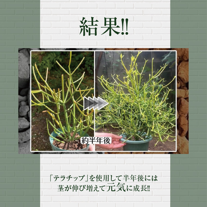 三河焼植木鉢ハーモニーブラウン【テラチップいぶし】プランター お手軽植物栽培セット H188-003