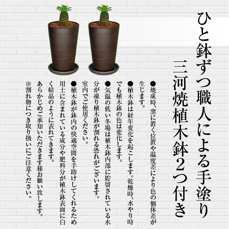 三河焼植木鉢ハーモニーブラウン【テラチップいぶし】プランター お手軽植物栽培セット H188-003