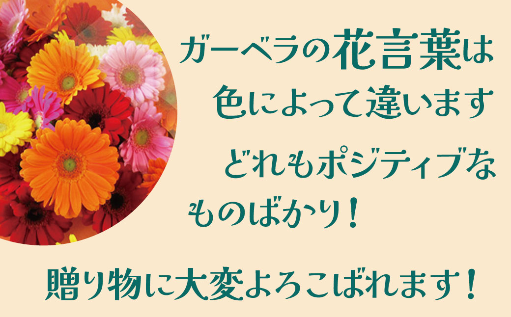 【ラッピング付】生花ガーベラミックスの花束 50本 日付指定可能 ギフト プレゼント ラッピング 産地直送 インテリア お花 フラワー ボリューム満点 H193-001