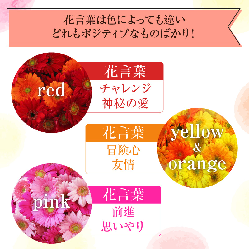 【ラッピング付】生花ガーベラミックスの花束 50本 日付指定可能 ギフト プレゼント ラッピング 産地直送 インテリア お花 フラワー ボリューム満点 H193-001