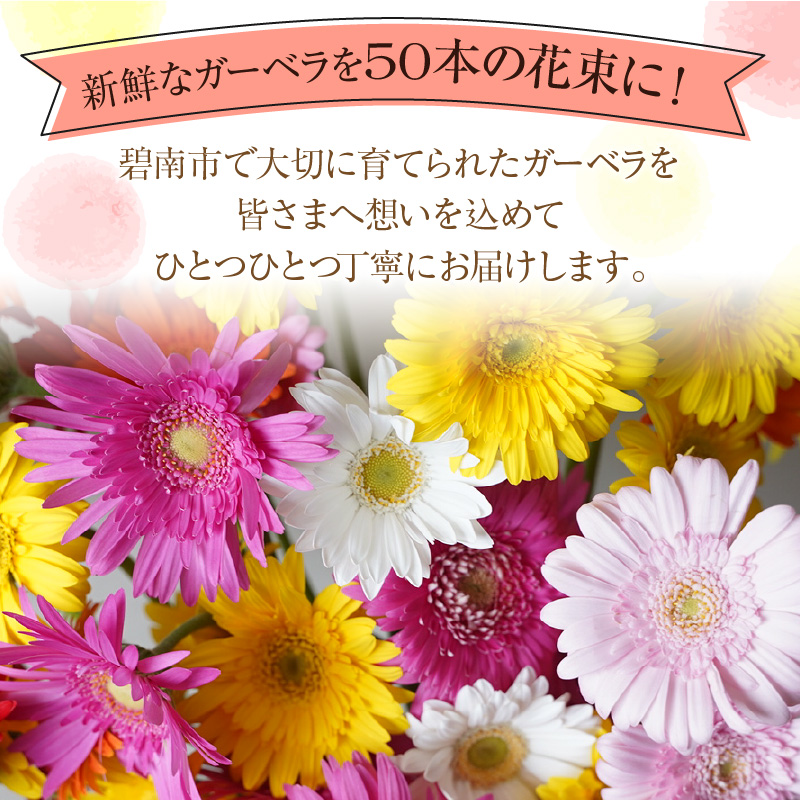【ラッピング付】生花 ピンクガーベラ の花束 50本 日付指定可能 ギフト プレゼント ラッピング 産地直送 インテリア お花 フラワー  ボリューム満点 H193-013