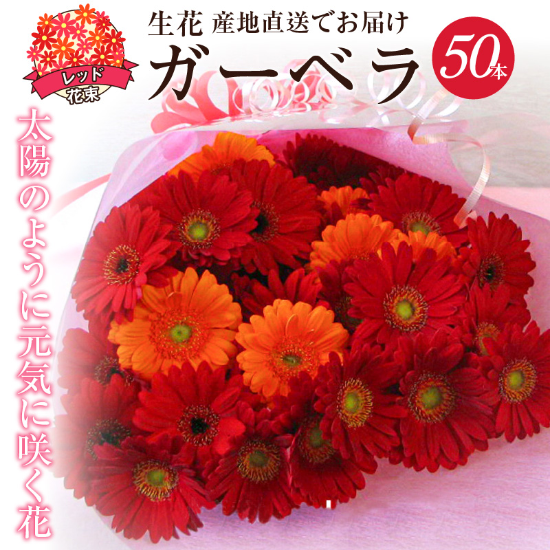 【ラッピング付】生花 レッドガーベラ の花束 50本 日付指定可能 ギフト プレゼント ラッピング 産地直送 インテリア お花 フラワー ボリューム満点 H193-004