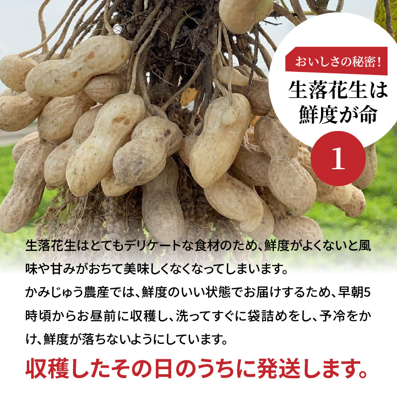 【2026年発送】事前予約 訳あり やみつき極うま “金の生落花生” 塩ゆで専用 1kg(500g×2袋）　H105-197