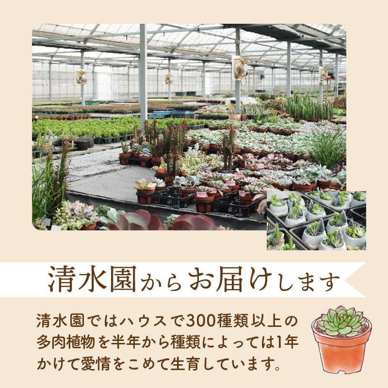 多肉植物６種【令和元年 農林水産大臣賞受賞】ブリキバケツ型室内用の鉢植えインテリア プレゼント ギフト 癒し  H195-001