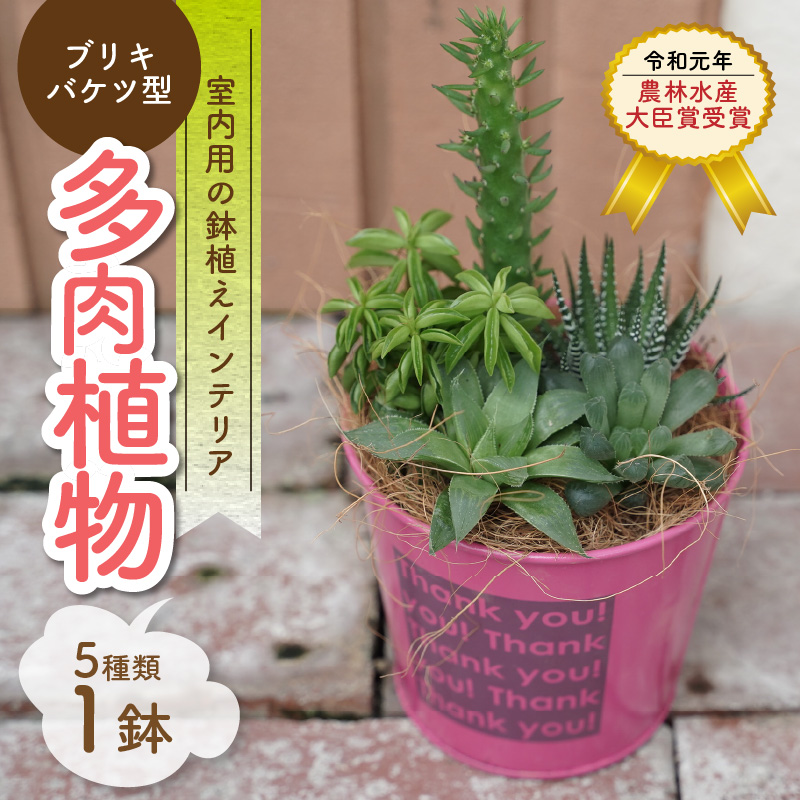 多肉植物５種【令和元年 農林水産大臣賞受賞】ブリキバケツ型室内用の鉢植えインテリア プレゼント ギフト 癒し  H195-003