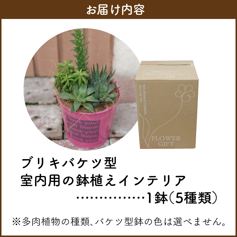 多肉植物５種【令和元年 農林水産大臣賞受賞】ブリキバケツ型室内用の鉢植えインテリア プレゼント ギフト 癒し  H195-003