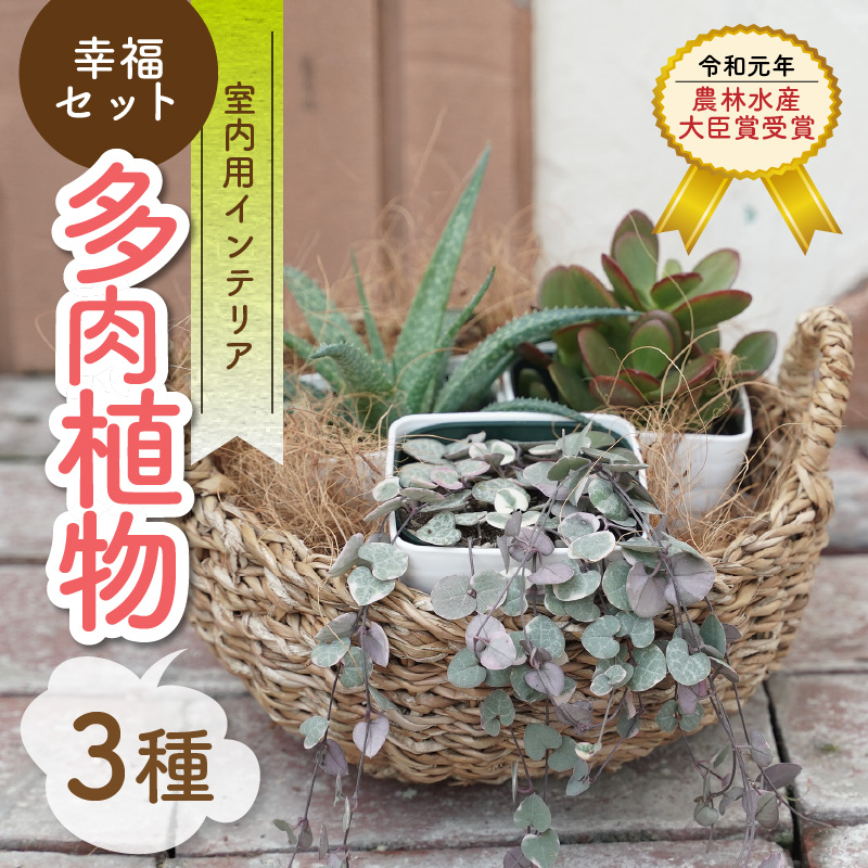 幸福セット【令和元年 農林水産大臣賞受賞】多肉植物3種室内用 インテリア プレゼント ギフト 癒し  H195-004