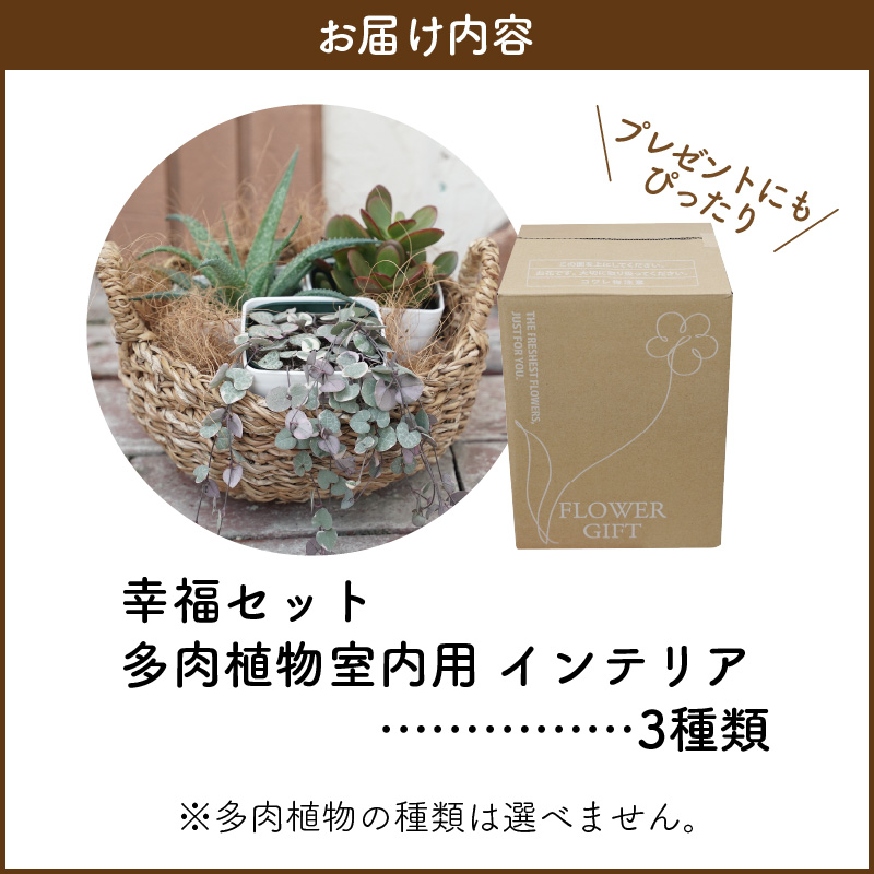 幸福セット【令和元年 農林水産大臣賞受賞】多肉植物3種室内用 インテリア プレゼント ギフト 癒し  H195-004