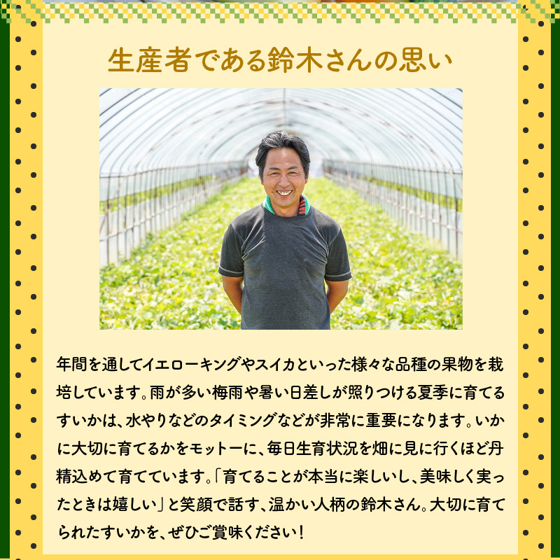 【2025年発送】甘さを追求したすいか「金色羅皇」1玉 すいか 甘い すいか1玉 果物 フルーツ　H141-014