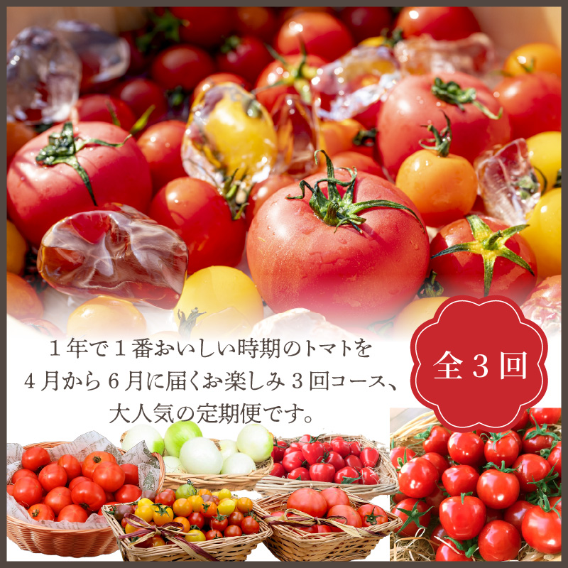 【4月～6月の定期便】トマト好き全員集合 トマト・トマト・トマト3か月お届けパック 野菜ソムリエサミット 金賞 受賞 長田農園 産地直送 トマト とまと 野菜 やさい フルーツ サラダ 濃厚 甘い ご褒美 プレゼント 美容 健康 リピート多数 人気 高評価 数量限定 碧南市　H004-173