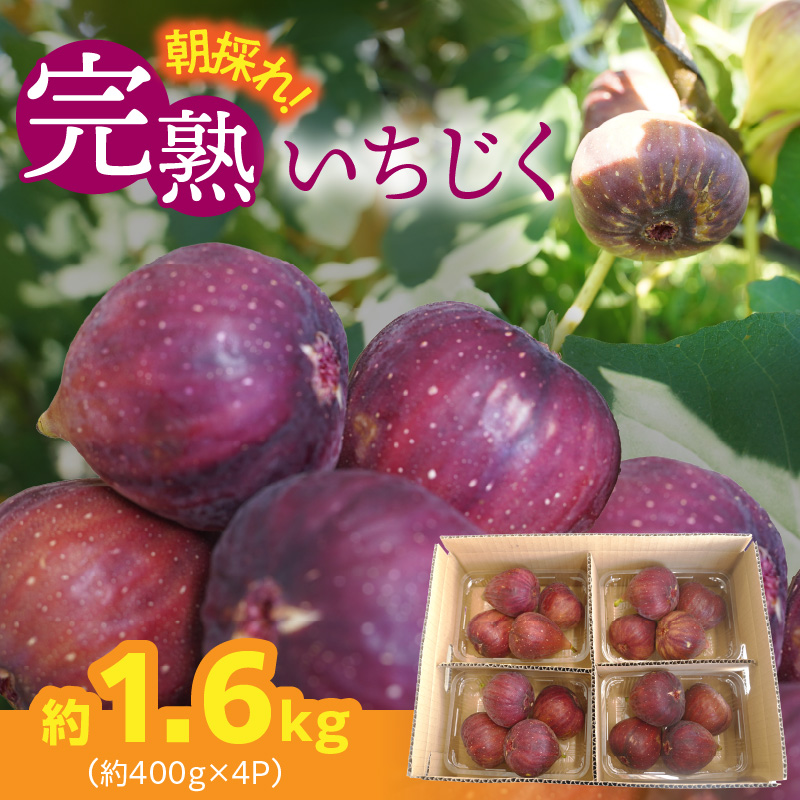【ハウス栽培】朝もぎ フレッシュな完熟いちじく 碧南市 にいみ農園 フルーツ いちじく トマト農家 H031-006
