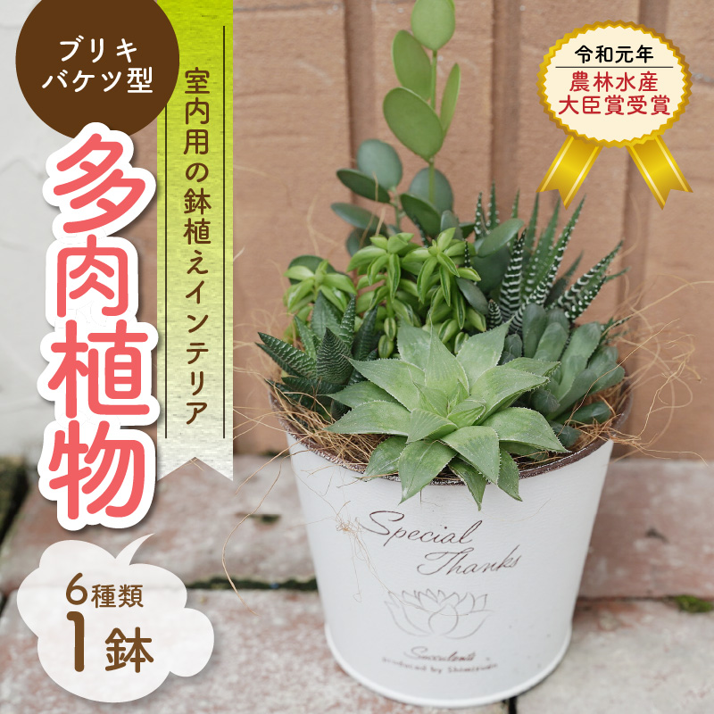 多肉植物６種【令和元年 農林水産大臣賞受賞】ブリキバケツ型室内用の鉢植えインテリア プレゼント ギフト 癒し  H195-001
