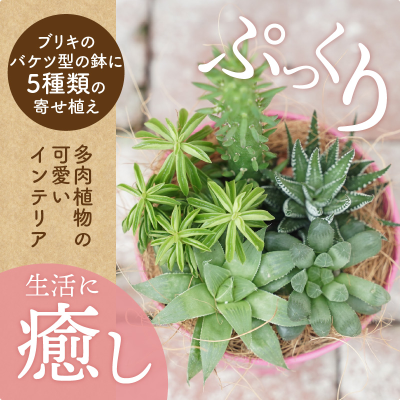 多肉植物５種【令和元年 農林水産大臣賞受賞】ブリキバケツ型室内用の鉢植えインテリア プレゼント ギフト 癒し  H195-003