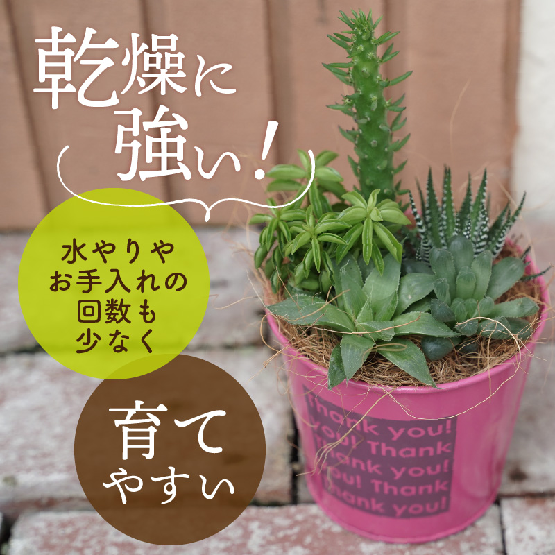 多肉植物５種【令和元年 農林水産大臣賞受賞】ブリキバケツ型室内用の鉢植えインテリア プレゼント ギフト 癒し  H195-003