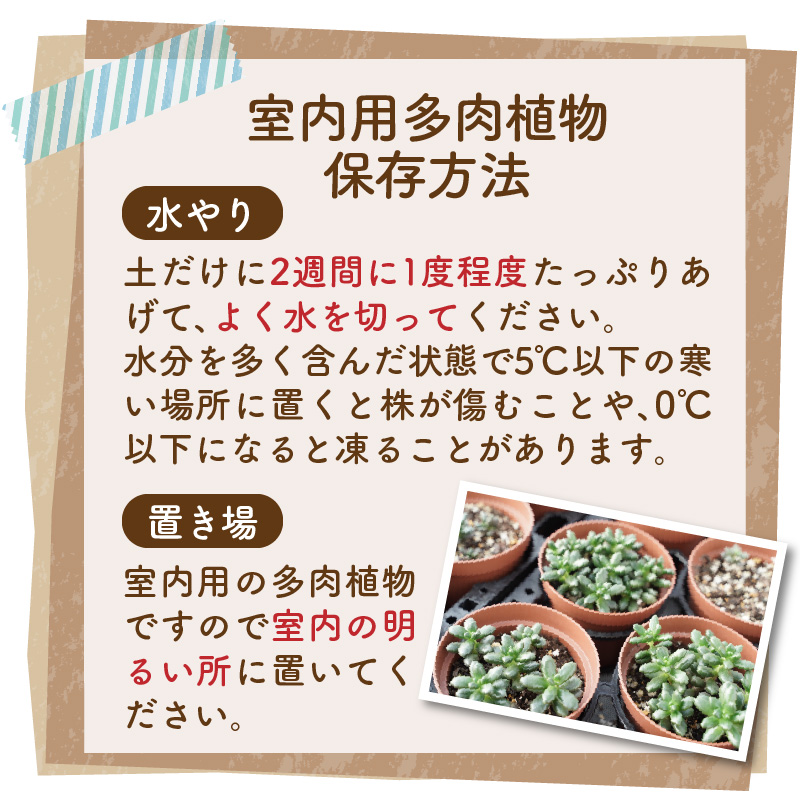 多肉植物５種【令和元年 農林水産大臣賞受賞】ブリキバケツ型室内用の鉢植えインテリア プレゼント ギフト 癒し  H195-003