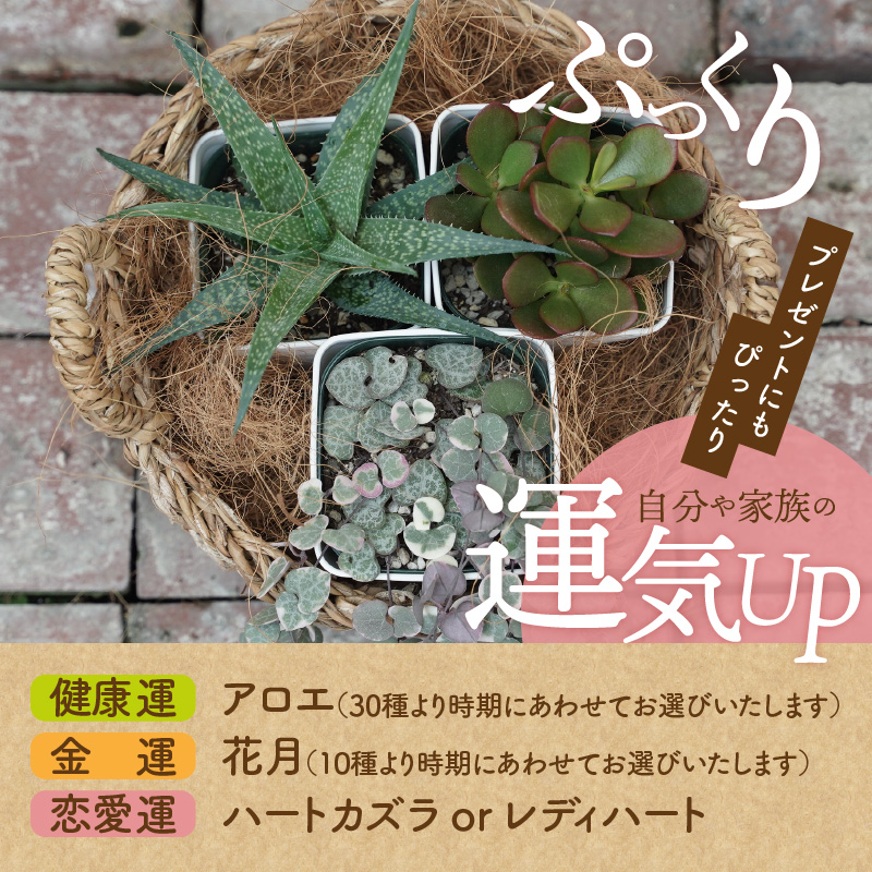 幸福セット【令和元年 農林水産大臣賞受賞】多肉植物3種室内用 インテリア プレゼント ギフト 癒し  H195-004