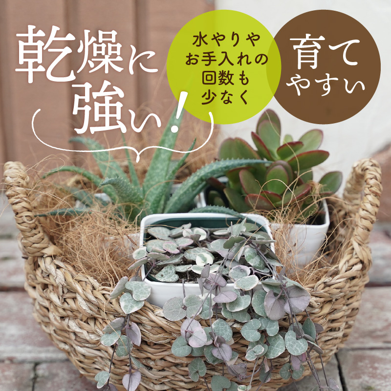 幸福セット【令和元年 農林水産大臣賞受賞】多肉植物3種室内用 インテリア プレゼント ギフト 癒し  H195-004