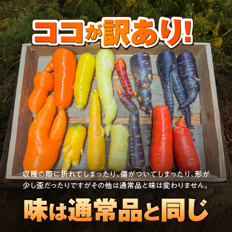 〈予約受付〉 メディア出演多数！【期間限定】（訳あり） 冬の寒さでぎゅっと濃い！虹色のカラフルにんじん 10kg 鈴盛農園 農家直送 甘い スーパーフード 健康 自慢 ジュース サラダ ギフト 贈り物 βカロテン ポリフェノール リコピン ジューシー 規格外 自慢 おためし H022-018