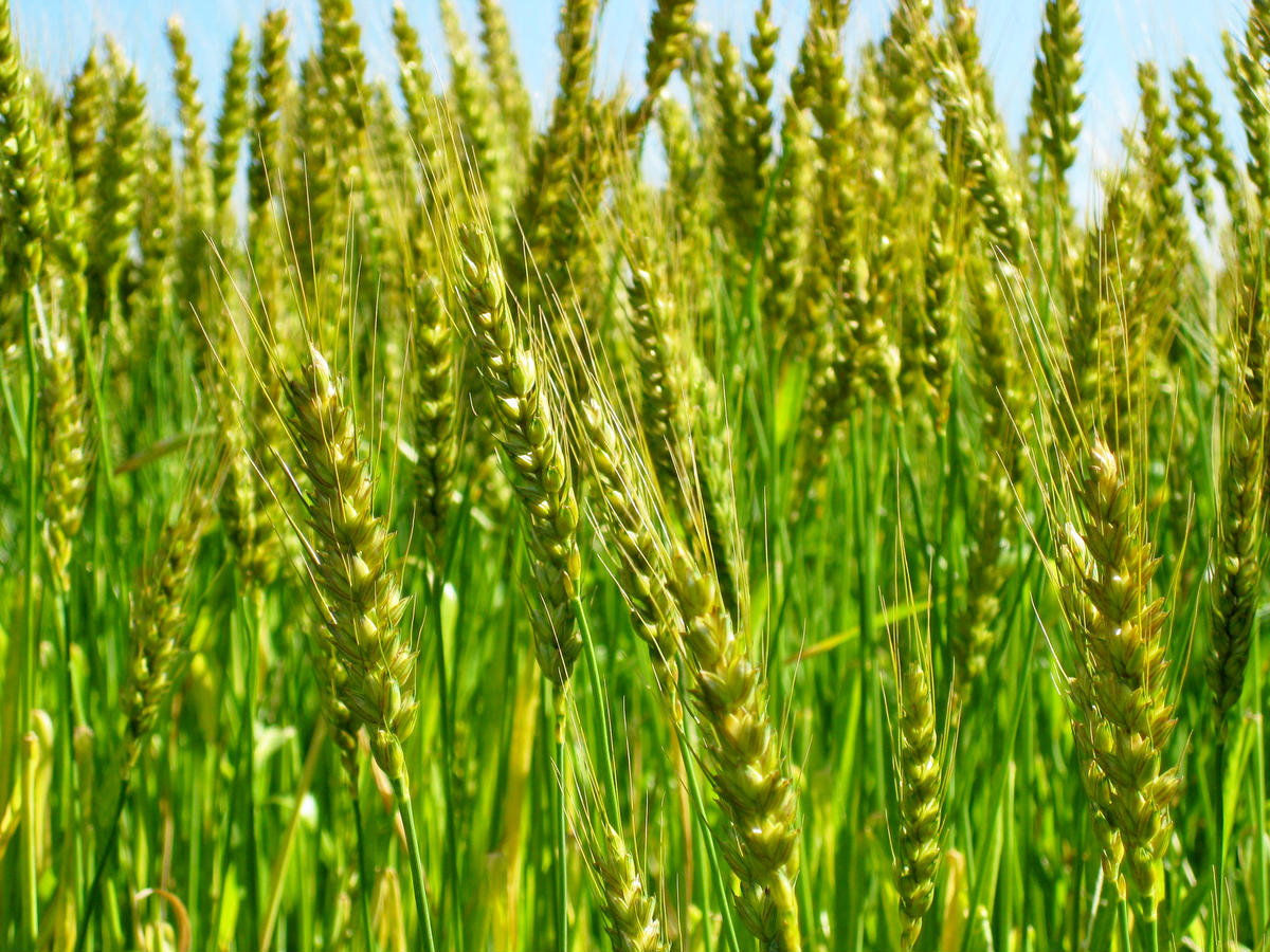 愛知県産 パン用 小麦粉 ゆめあかり 2.5kg × 4袋 計 10kg 6回 国産 強力粉 ブランド 小麦 強力系小麦粉 ふわふわ もっちり 甘味 チャック付き パン ホームベーカリー ベーグル 食パン お取り寄せ 愛知県 碧南市 送料無料 H008-258