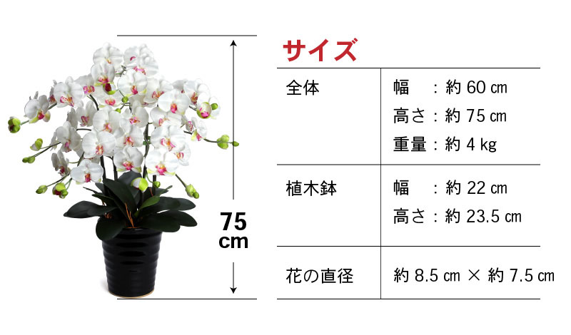 綺麗で丈夫な三河陶器で贈る光触媒胡蝶蘭大輪５本立（黒の陶器×白桜色の花）H100-079