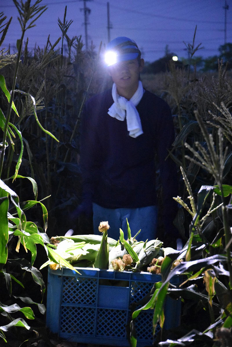 厳選朝採り とうもろこし(スイートコーン)「味来」 15本 甘い 柔らかい 安心 安全 新鮮 早朝収穫 野菜 夏野菜 大容量　H017-092