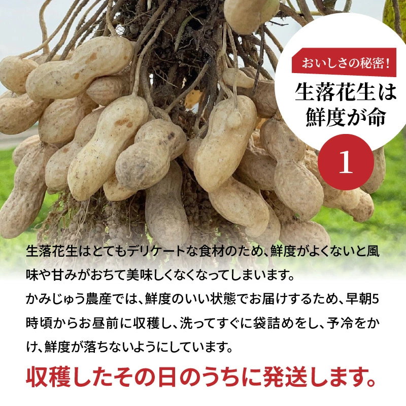 【2025年発送】事前予約 やみつき極うま “金の生落花生” 1kg(500g×2袋) 生ピーナッツ 塩ゆで専用　H105-141