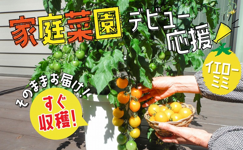 【家庭菜園デビューに最適】すぐに収穫できる ミニトマトの鉢植（イエローミミ） H103-002