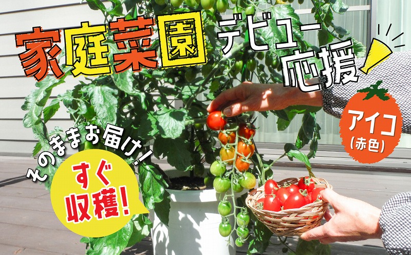 【家庭菜園デビューに最適】すぐに収穫できる ミニトマトの鉢植（アイコ赤色） H103-001