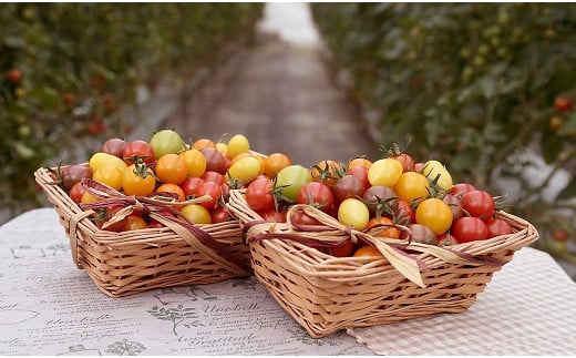 【個数限定】おすすめトマト3種 食べ比べ 1.2～1.5㎏　長田農園しかできない夢の共演　H004-148