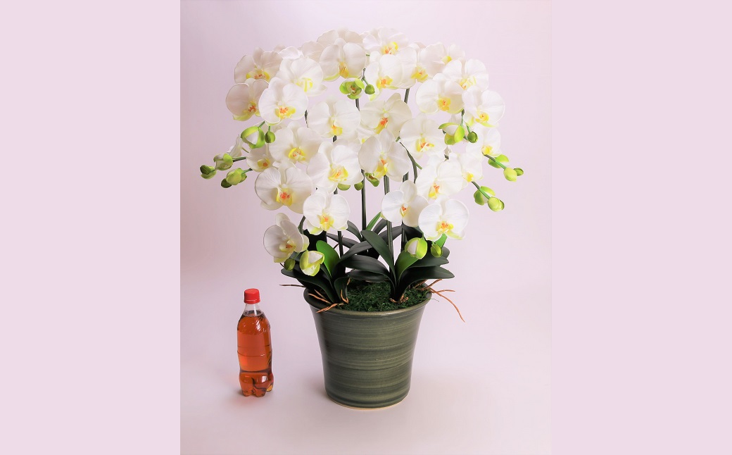 綺麗で丈夫な三河陶器で贈る光触媒胡蝶蘭大輪５本立（グリーンの陶器×白色の花）　H100-094