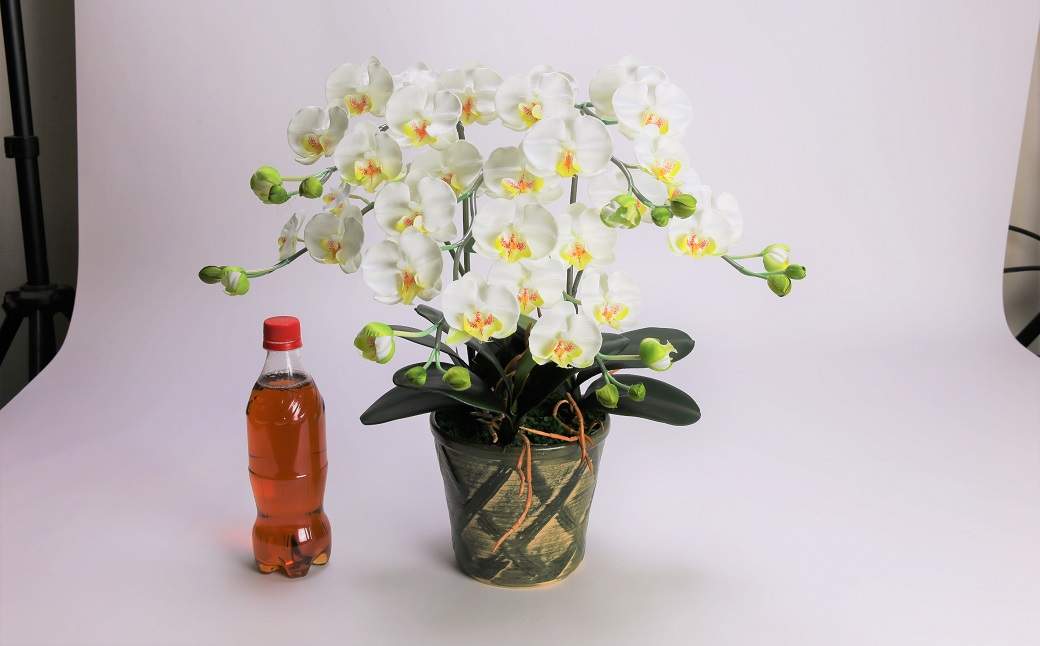 綺麗で丈夫な三河陶器で贈る光触媒胡蝶蘭小輪３本立（グリーンの陶器×白色の花）　H100-088