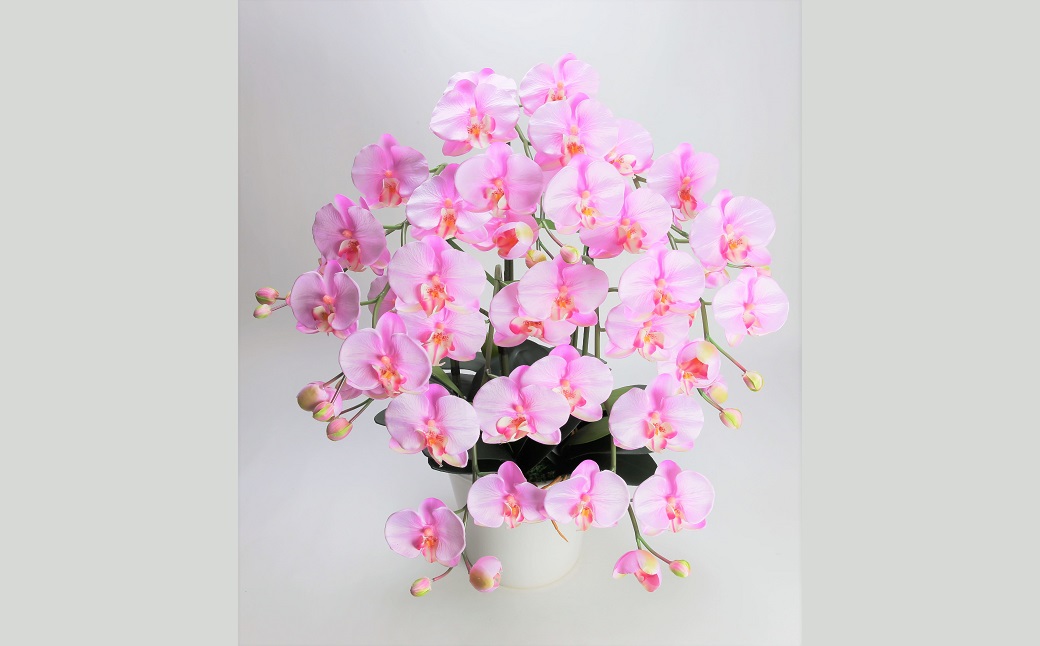 綺麗で丈夫な三河陶器で贈る光触媒胡蝶蘭大輪５本立（白釉薬の陶器×桃色の花）　H100-095