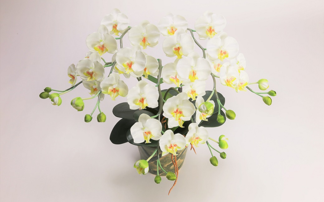 綺麗で丈夫な三河陶器で贈る光触媒胡蝶蘭小輪３本立（グリーンの陶器×白色の花）　H100-088