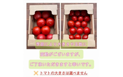 【大人気！】たった3ヶ月しか食べられない　幻のファーストトマト 　たっぷり約1.4kg（3月～5月発送）　H004-127